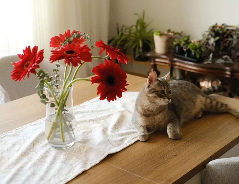 Pets